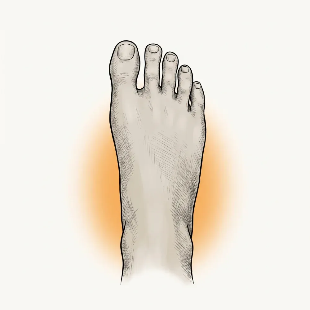 Illustration of a foot with straight, well-aligned, comfortable toes